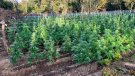 Els Mossos d’Esquadra desmantellen una plantació de 3000 plantes de marihuana 