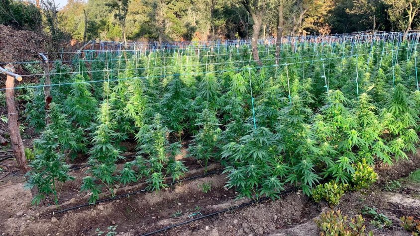 Els Mossos d’Esquadra desmantellen una plantació de 3000 plantes de marihuana 