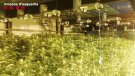 Els Mossos d’Esquadra detenen un home per cultivar 2.860 plantes de marihuana