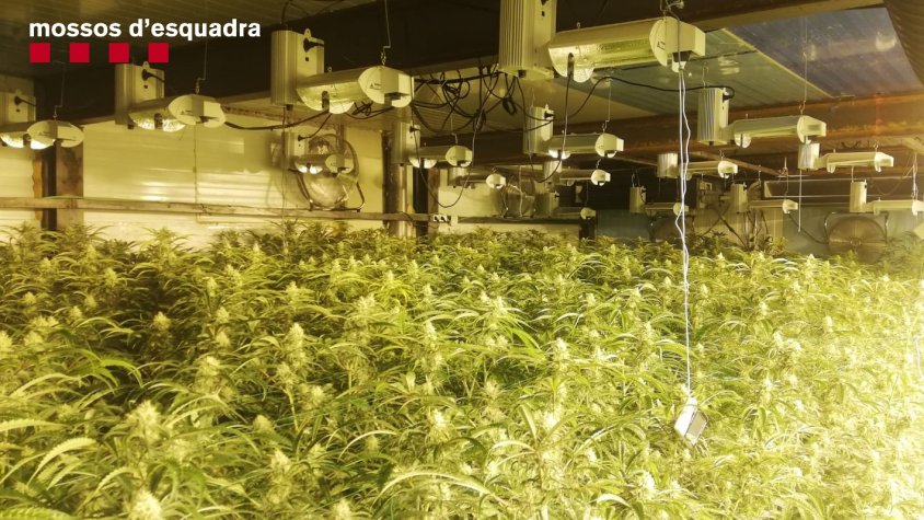 Els Mossos d’Esquadra detenen un home per cultivar 2.860 plantes de marihuana