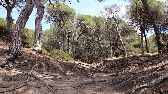 Els boscos de la conca Mediterrània, entre els que es troben amb més risc de morir per sequera de tot el món