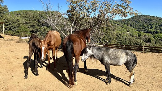 El comís de cavalls a propietaris que no els cuiden es dobla en els últims anys